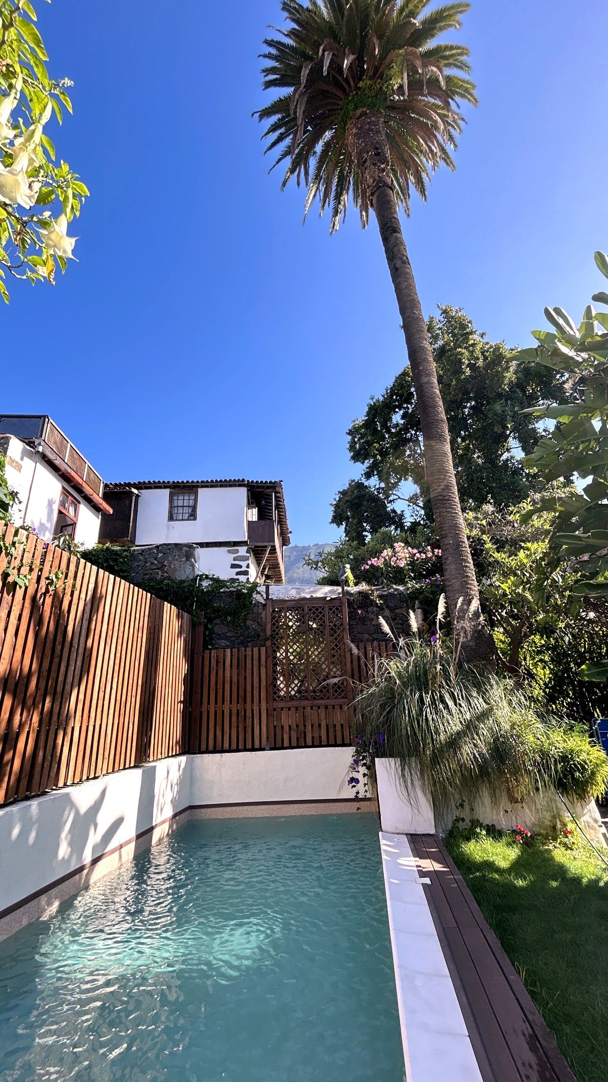 Piscina de Casa La Aldaba con palmera y vistas a la fachada tradicional